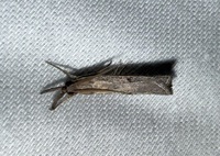 Fissicrambus mutabilis