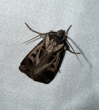 Feltia herilis