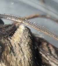 Feltia herilis
