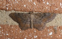 Hypagyrtis esther