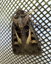 Feltia herilis