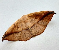 Patalene olyzonaria