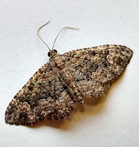 Disclisioprocta stellata