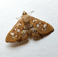 Diastictis baccatalis