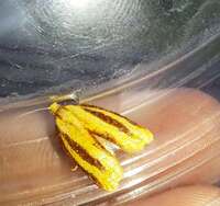 Sparganothis bistriata