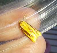 Sparganothis bistriata