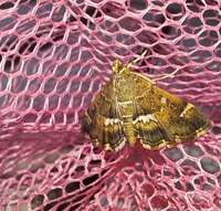 Hymenia perspectalis