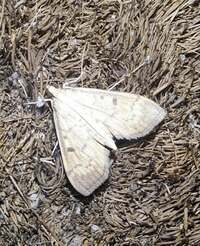 Herpetogramma fluctuosalis