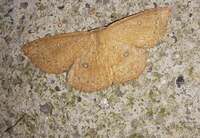 Cyclophora packardi
