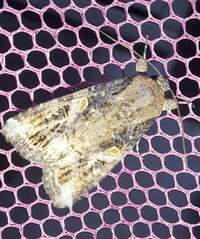 Spodoptera frugiperda