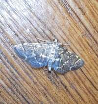Anageshna primordialis