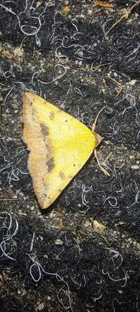 Hemeroplanis scopulepes