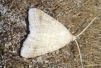 Caenurgia chloropha