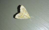 Glaphyria sesquistrialis