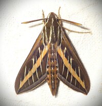 Hyles lineata