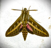 Hyles lineata