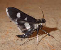 Desmia maculalis