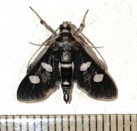 Desmia maculalis
