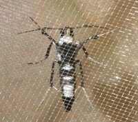 Desmia maculalis