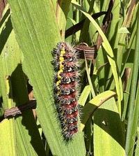 Acronicta oblinita