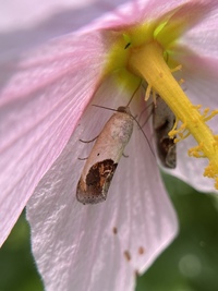 Tarache terminimaculata