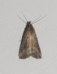 Hypenopsis calusa