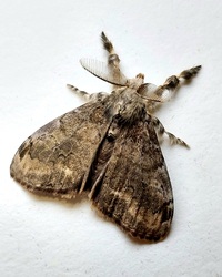 Orgyia leucostigma