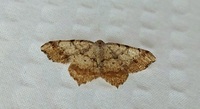 Hypagyrtis unipunctata