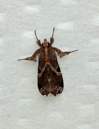 Callopistria floridensis