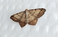 Macaria bicolorata