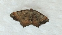 Macaria transitaria