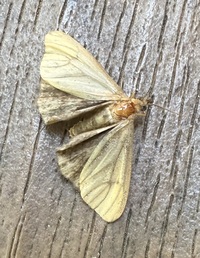 Virbia opella