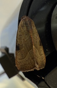 Galgula partita