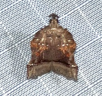 Clydonopteron sacculana