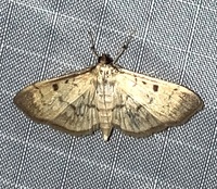 Herpetogramma fluctuosalis