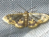 Idaea scintillularia