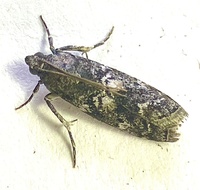 Salebriaria turpidella