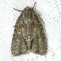 Acronicta immodica