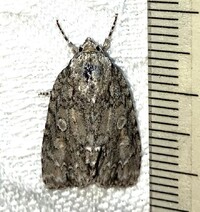 Acronicta immodica