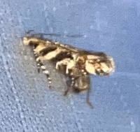 Aristotelia roseosuffusella