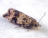 Celypha cespitana of authors
