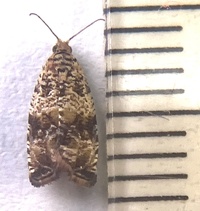 Celypha cespitana of authors