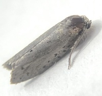 Homadaula anisocentra