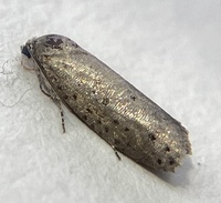 Homadaula anisocentra