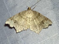 Macaria aemulataria