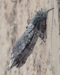 Schizura ipomaeae