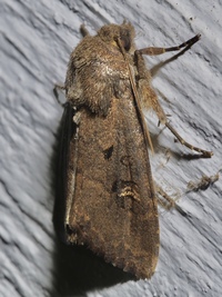Resapamea passer