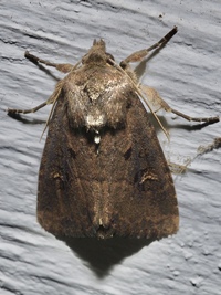 Resapamea passer