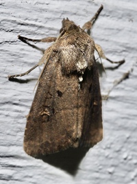 Resapamea passer