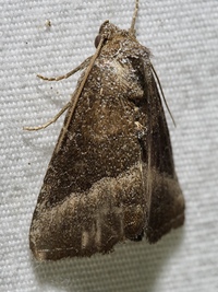Ogdoconta cinereola